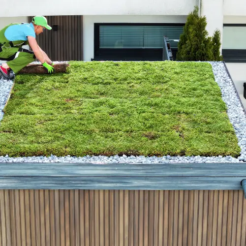 Green roof on shed
