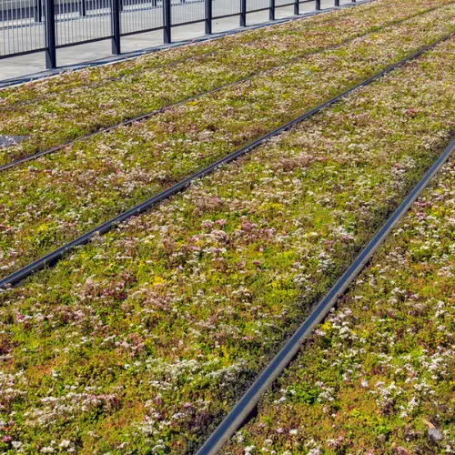 Sedum ground cover