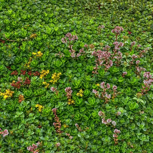 Why Would a Society Use Green Roofs