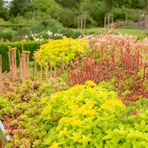 biodiverse green roof